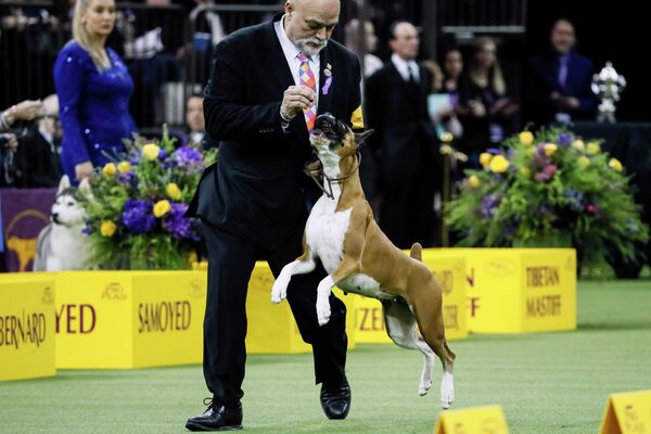 Собака породы боксер на ежегодной выставке 2020 Westminster Kennel Club Dog Show в Мэдисон-Сквер-Гарден в Нью-Йорк Собака породы боксер на ежегодной выставке 2020 Westminster Kennel Club Dog Show в Мэдисон-Сквер-Гарден в Нью-Йорк