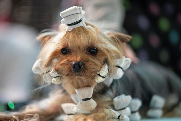 Собака перед ежегодной выставкой 2020 Westminster Kennel Club Dog Show в Мэдисон-Сквер-Гарден в Нью-Йорке Собака перед ежегодной выставкой 2020 Westminster Kennel Club Dog Show в Мэдисон-Сквер-Гарден в Нью-Йорке