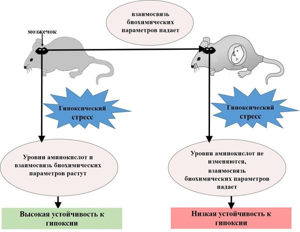 Схема эксперимента Схема эксперимента