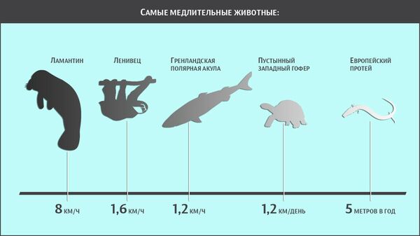 Самые медлительные животные Самые медлительные животные
