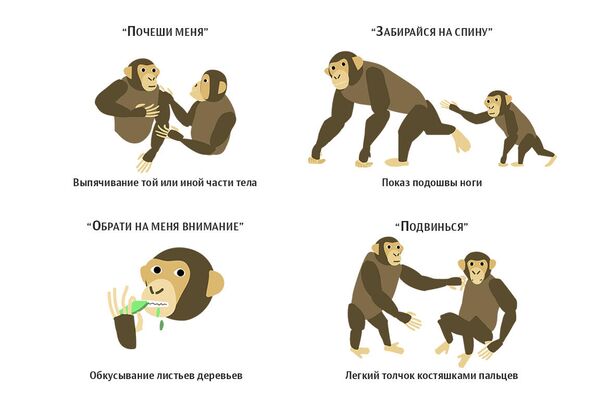 Жесты шимпанзе Жесты шимпанзе