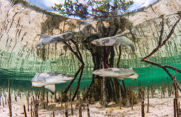 Anita Kainrath. Работа победителя конкурса The Underwater Photographer of the Year 2020 Anita Kainrath. Работа победителя конкурса The Underwater Photographer of the Year 2020