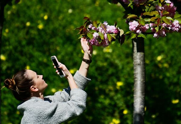 Девушка фотографирует на мобильный телефон цветы черешни на аллее Черешневый сад в Сочи Девушка фотографирует на мобильный телефон цветы черешни на аллее Черешневый сад в Сочи