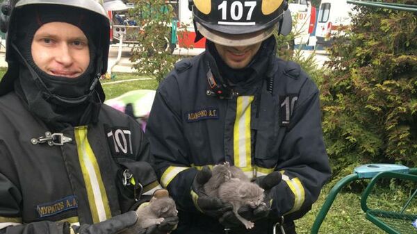 При пожаре на западе Москвы спасли четверых котят