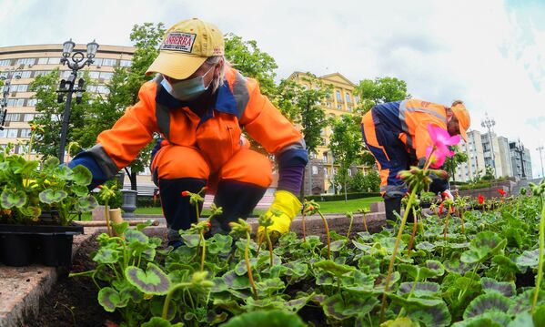 Высадка цветов в Москве Высадка цветов в Москве