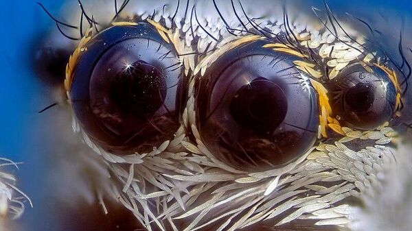 Оптика паука-скакуна (лат. Salticidae), автор Gribkov Оптика паука-скакуна (лат. Salticidae), автор Gribkov