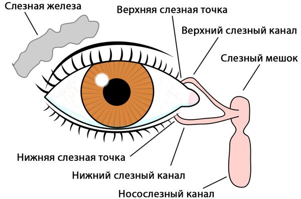 Возможности и особенности человеческого глаза презентация