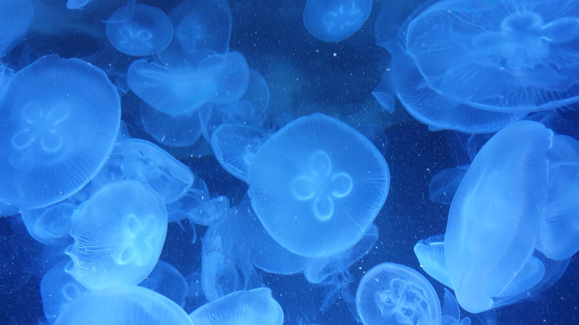 В России ответили на требование Украины о компенсациях из-за медуз в Азове