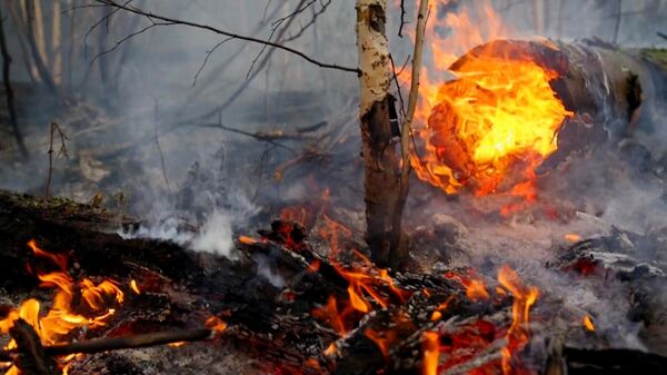 В Якутии за сутки прибавилось 25 новых очагов лесных пожаров
