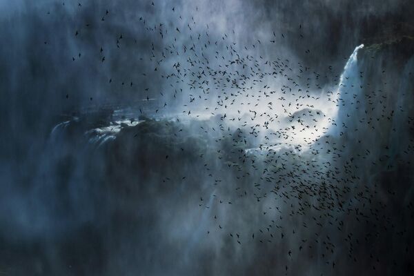 Francesco Filippo Pellegrini. Работа победителя конкурса Bird Photographer of the Year 2020 Francesco Filippo Pellegrini. Работа победителя конкурса Bird Photographer of the Year 2020