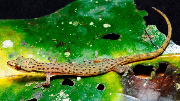 Биологи МГУ открыли новый вид гекконов с леопардовой окраской