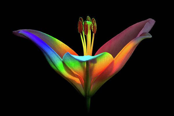 Ecaterina Leonte. Работа участника конкурса IGPOTY Macro Art 14 Ecaterina Leonte. Работа участника конкурса IGPOTY Macro Art 14