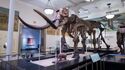 Скелет мастодонта в Американском музее естественной истории