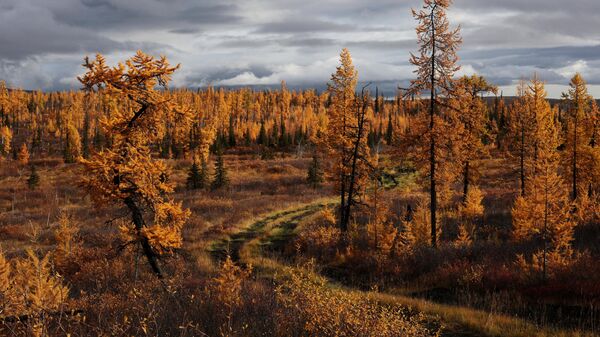 Природа Полярного Урала Природа Полярного Урала