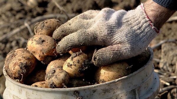 Диетолог перечислила самые вредные блюда из картофеля 