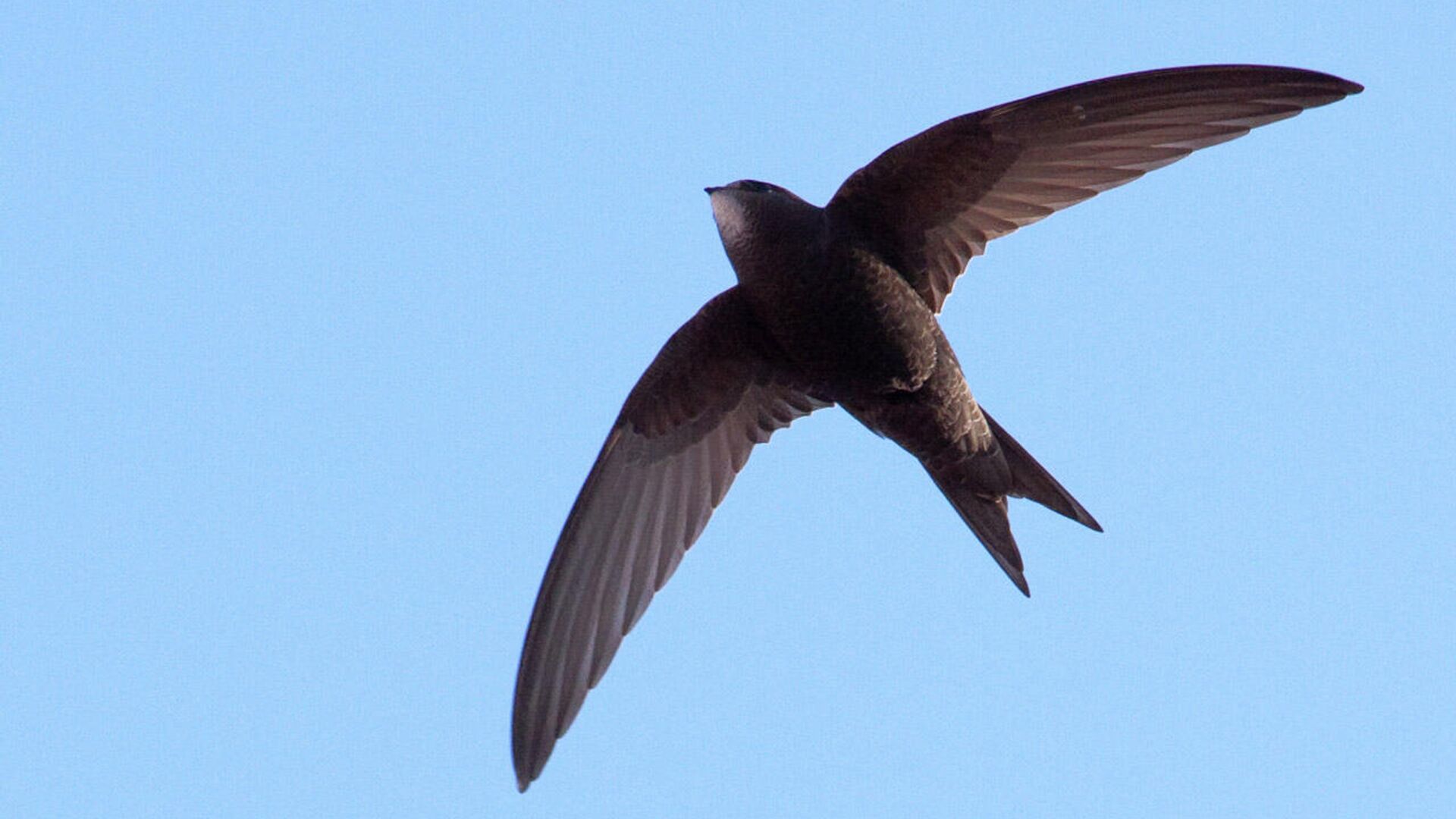 Ученые зафиксировали новый рекорд скорости полета птиц