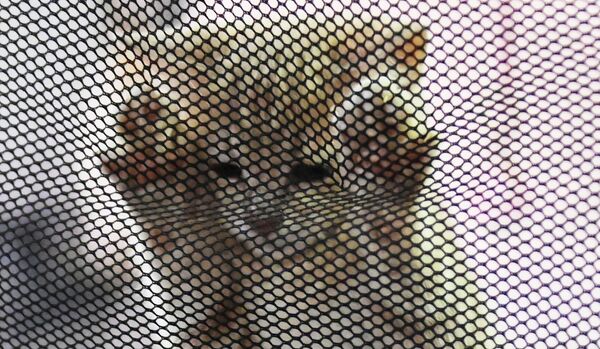 Котенок в переноске на выставке КоШарики Шоу в Сокольниках Котенок в переноске на выставке КоШарики Шоу в Сокольниках