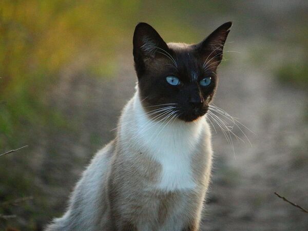 Кот сиамский маскарадный фото