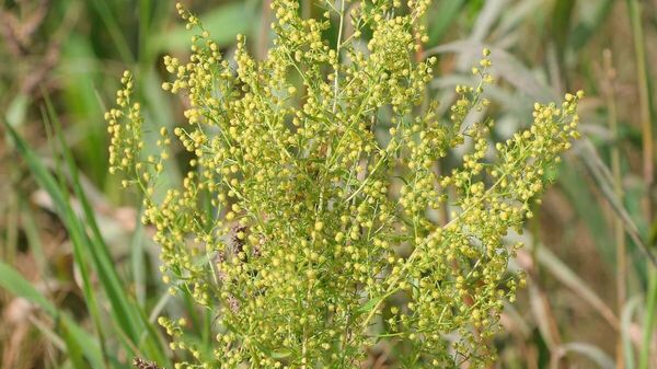 
 Artemisia annua