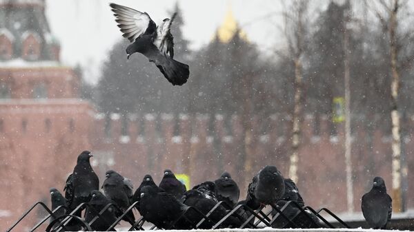 Moscow has set a daily record for precipitation Москва установила суточный рекорд по осадкам