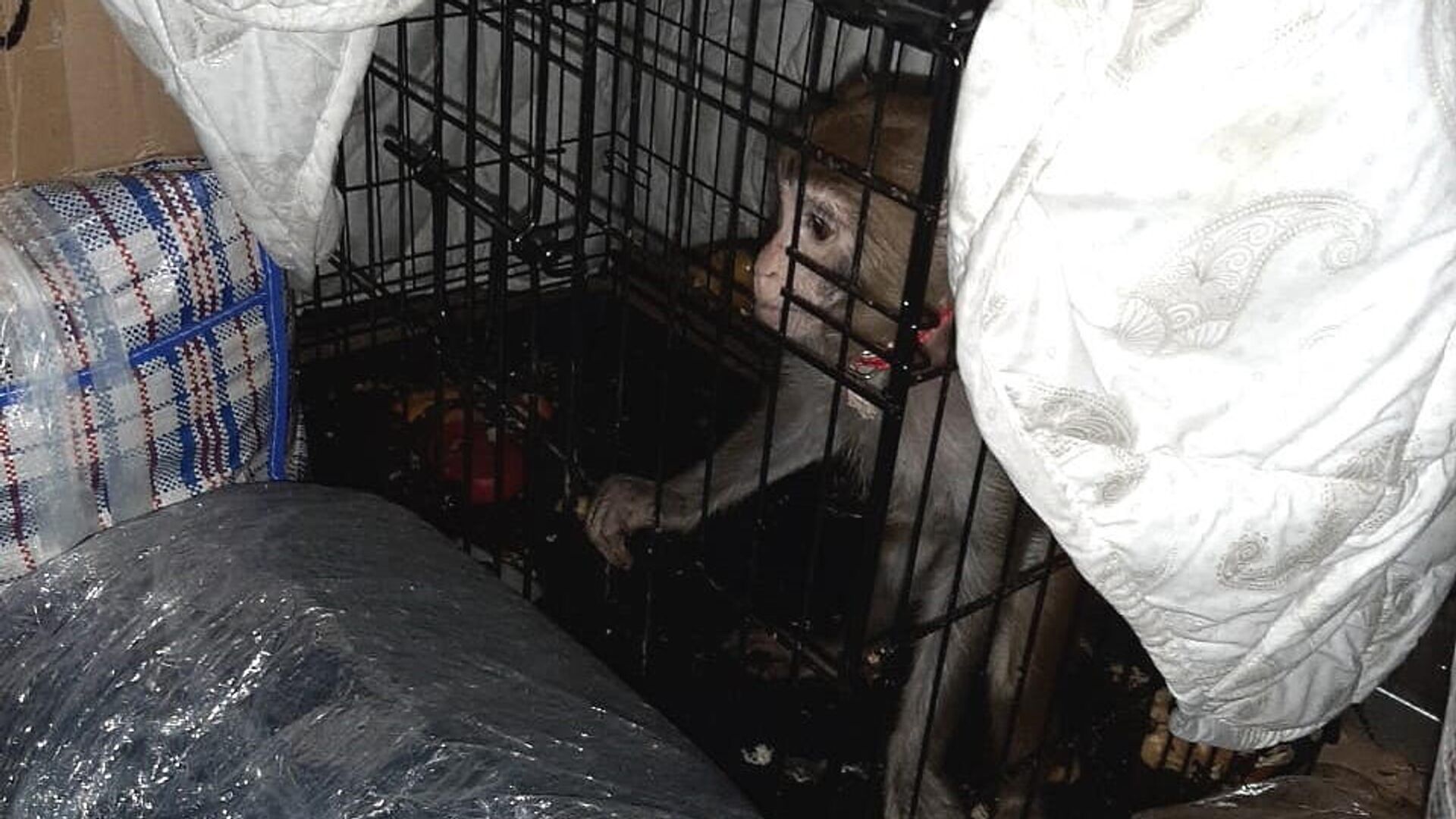 В автобусе Москва-Махачкала полиция обнаружила обезьяну в клетке