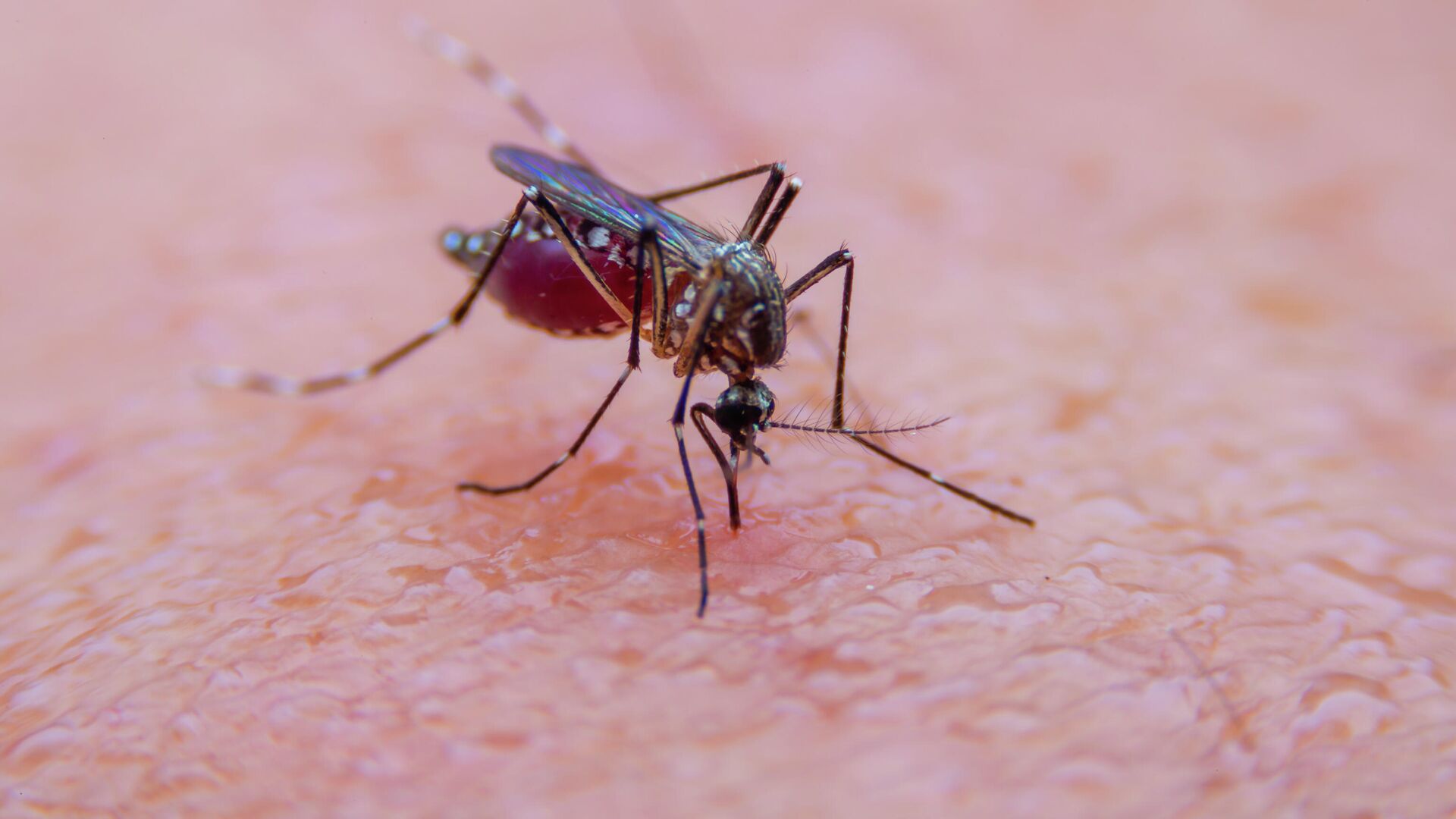 Камчатский поселок накрыл смерч из комаров