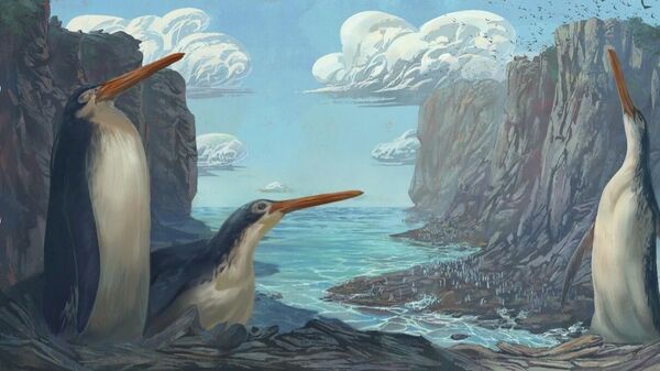 В Новой Зеландии нашли окаменелости гигантских пингвинов