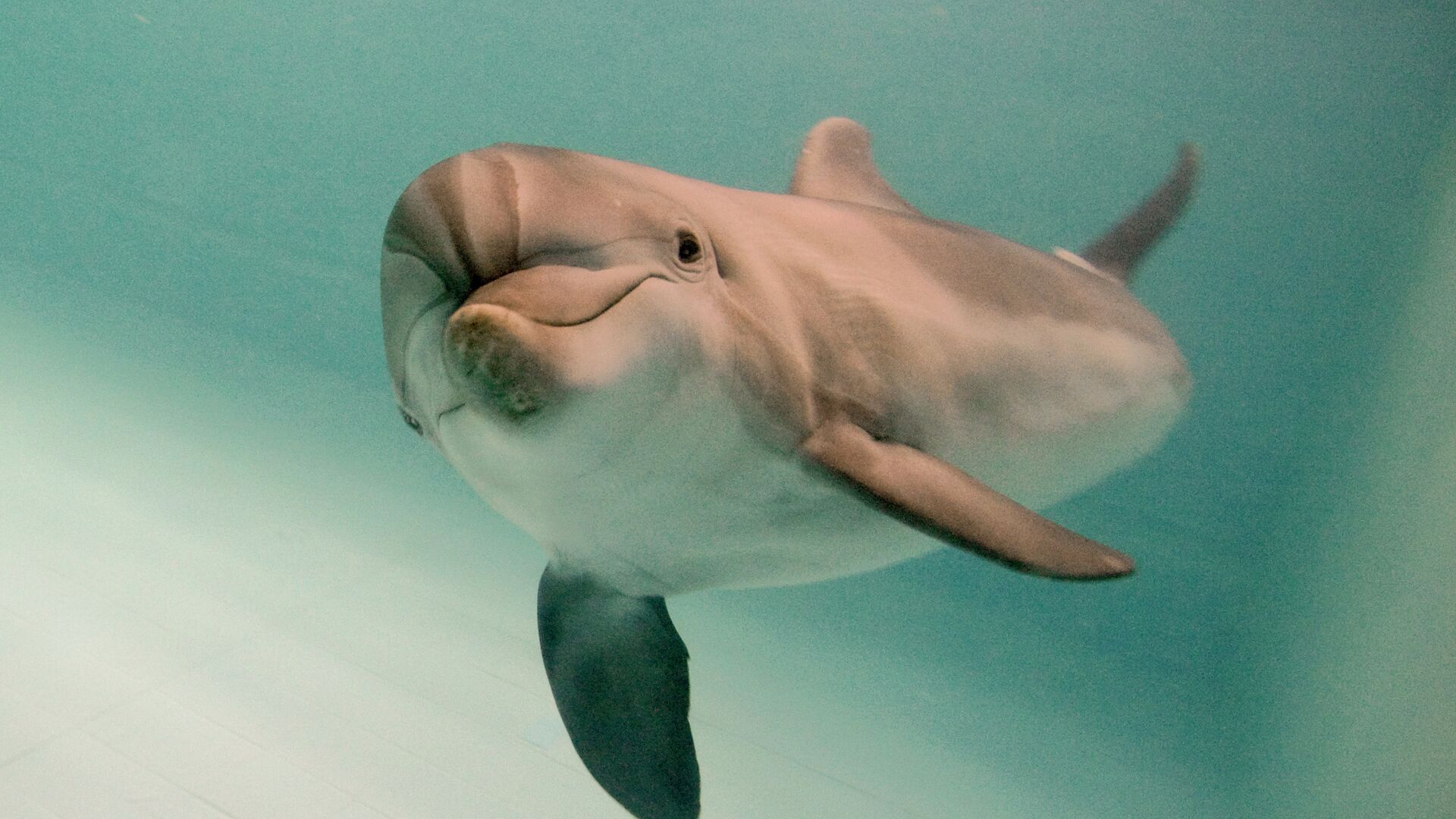Застрявшего на отмели во Владивостоке дельфина вывезли на глубину