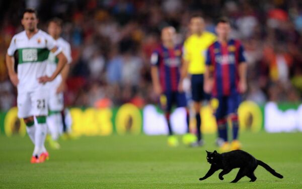 Кошка на поле во время матча Spanish La Liga Кошка на поле во время матча Spanish La Liga