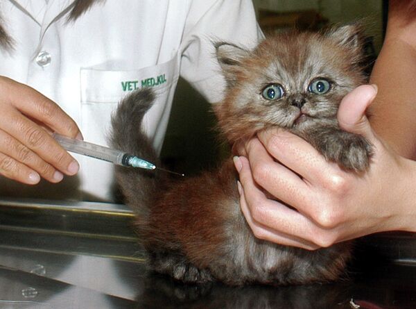 Котенок во время приема у ветеринарного врача в Бангкоке Котенок во время приема у ветеринарного врача в Бангкоке