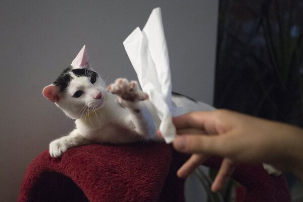 Кафе The Cat's Meow в Бруклине Кафе The Cat's Meow в Бруклине