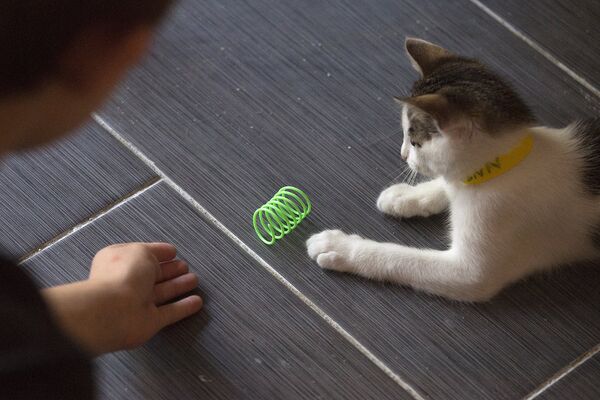Кафе The Cat's Meow в Бруклине Кафе The Cat's Meow в Бруклине