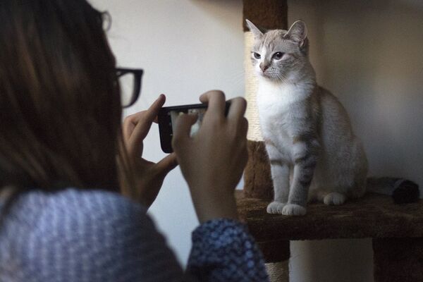 Кафе The Cat's Meow в Бруклине Кафе The Cat's Meow в Бруклине