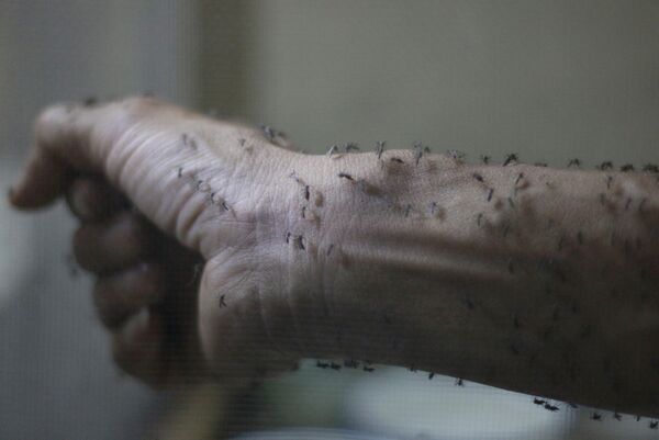 Рука медработника, покрытая стерильными самками комара Aedes albopictus - переносчика вируса Зика Рука медработника, покрытая стерильными самками комара Aedes albopictus - переносчика вируса Зика