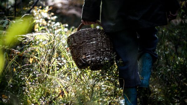 Жительница Новгородской области собирает грибы в лесу