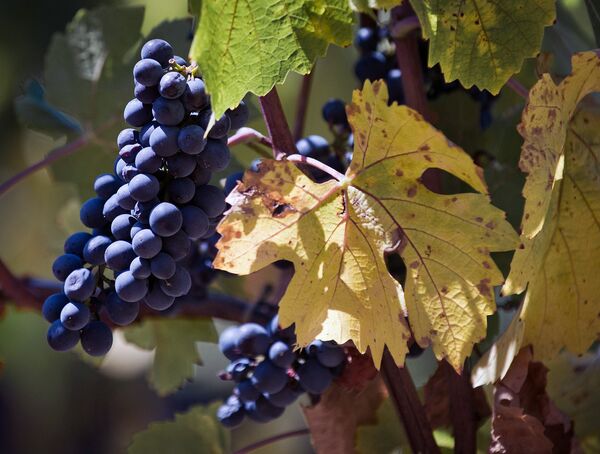Винодельческое хозяйство UPPA Winery в Крыму Винодельческое хозяйство UPPA Winery в Крыму