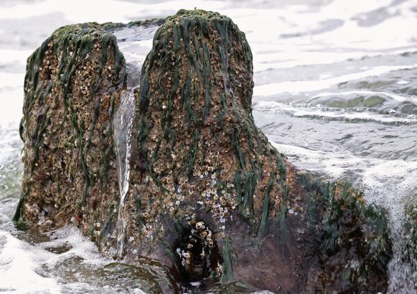 Берег Балтийского моря, где вода отступила от берега на 20 метров, обнажив пни реликтовых деревьев Берег Балтийского моря, где вода отступила от берега на 20 метров, обнажив пни реликтовых деревьев