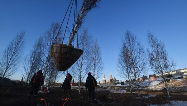 Рабочие высаживают деревья на строительстве парка Зарядье в Москве Рабочие высаживают деревья на строительстве парка Зарядье в Москве