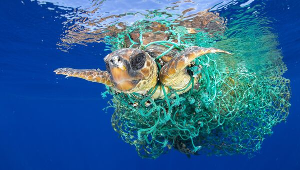 Caretta Caretta Trapped фотографа Francis Pérez занявшего первое место в категории Природа в фотоконкурсе World Press Photo Caretta Caretta Trapped фотографа Francis Pérez занявшего первое место в категории Природа в фотоконкурсе World Press Photo