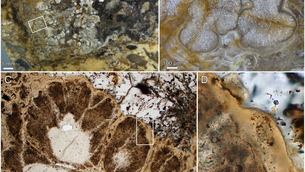 Древнейшая водоросль Ramathallus lobatus Древнейшая водоросль Ramathallus lobatus
