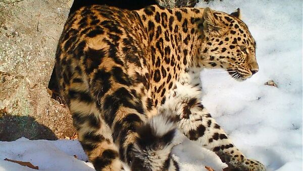 Танцующая самка леопарда стала мамой Танцующая самка леопарда стала мамой