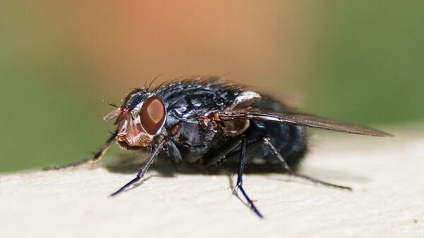 Биолог назвала опасность комнатных мух