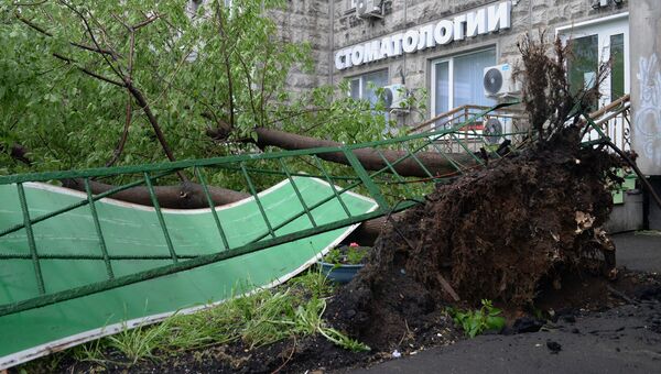 Поваленные ураганом деревья, во дворе жилого дома в Москве Поваленные ураганом деревья, во дворе жилого дома в Москве