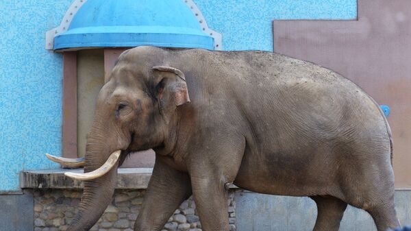 Слон в Московском зоопарке