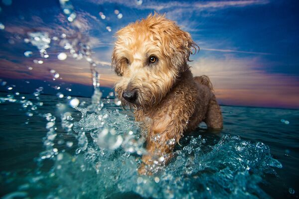 Работа победителя конкурса Dog Photographer of the year Работа победителя конкурса Dog Photographer of the year