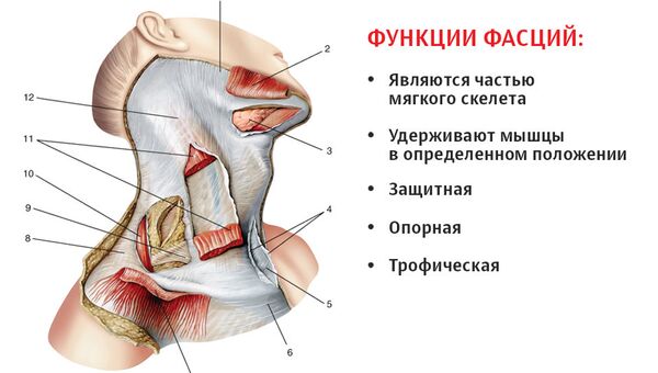 Фасции шеи (по Международной анатомической терминологии), вид справа: 1 — жевательная фасция; 2,7 — подкожная мышца шеи (перерезана и отвернута); 3 - поднижнечелюстная слюнная железа; 4 — поверхностная пластинка фасции шеи; 5— надгрудинное межапоневротическое пространство; 6— ключично-грудная фасция; 8,12 — фасция шеи; 9 — претрахеальная пластинка фасции шеи; 10 — трапециевидная мышца; 11 — грудино-ключично-сосцевидиая мышца Фасции шеи (по Международной анатомической терминологии), вид справа: 1 — жевательная фасция; 2,7 — подкожная мышца шеи (перерезана и отвернута); 3 - поднижнечелюстная слюнная железа; 4 — поверхностная пластинка фасции шеи; 5— надгрудинное межапоневротическое пространство; 6— ключично-грудная фасция; 8,12 — фасция шеи; 9 — претрахеальная пластинка фасции шеи; 10 — трапециевидная мышца; 11 — грудино-ключично-сосцевидиая мышца