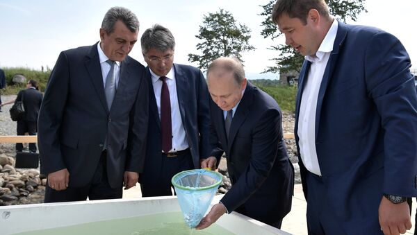 Владимир Путин принимает участие в церемонии выпуска в Байкал молоди омуля. 3 августа 2017 Владимир Путин принимает участие в церемонии выпуска в Байкал молоди омуля. 3 августа 2017