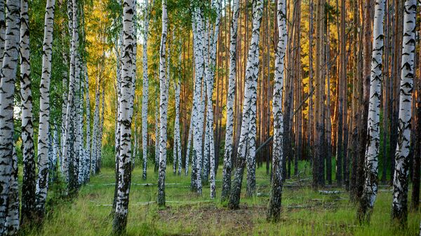 Для лесопарковых зеленых поясов утверждены особенности использования Для лесопарковых зеленых поясов утверждены особенности использования