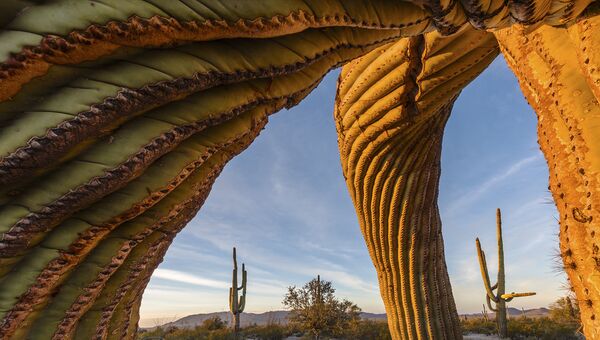 Работа фотографа из США Jack Dykinga Saguaro twist в категории Растения и грибы в финале конкурса Wildlife Photographer of the Year 2017 Работа фотографа из США Jack Dykinga Saguaro twist в категории Растения и грибы в финале конкурса Wildlife Photographer of the Year 2017