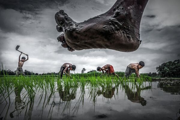 Sujan Sarkar. Paddy cultivation Sujan Sarkar. Paddy cultivation